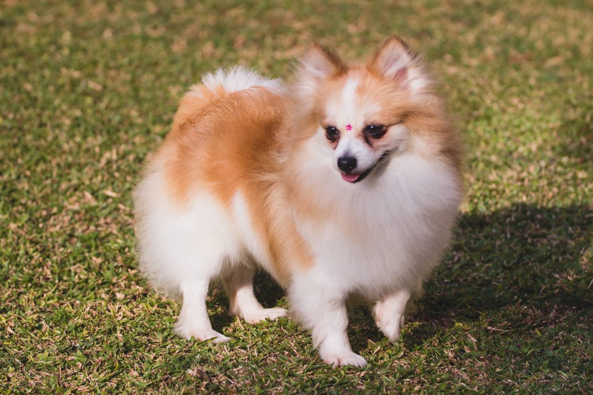 Tudo que você precisa saber Spitz Alemão em Curitiba | Spitz Alemão ...