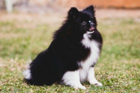 spitz alemão _Lulu_da_Pomerânia2